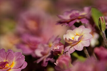 Selective focus shot of pi flowering plants growing in the garden
