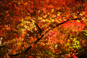 赤く染まる紅葉の美しさ