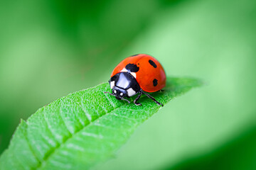 Ladybug on green leaf