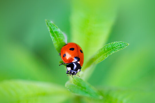 Ladybug on green leaf