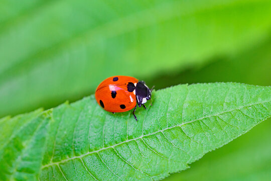 Ladybug on green leaf