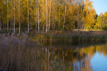 A beautiful lake with blue skies and the reflection water of a birch grove