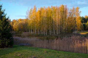 A beautiful lake with blue skies and the reflection water of a birch grove