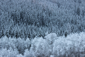 neve, foresta, favola, Dolomiti, Val Casies montagna, alberi, pino, cime, inverno, Braies, boschi,...