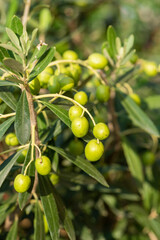 Fototapeta premium the olives on the tree are ripening