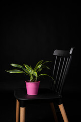 Pink metal pot with decorative plant on black chair. Lemon Dracena Lima