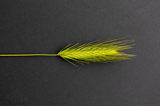 Ears of wheat on a black