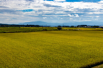 綺麗に実る稲と青空の風景