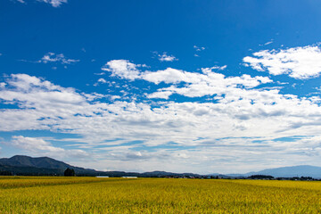 綺麗に実る稲と青空の風景
