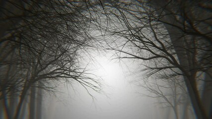 4K looping animation of night forest alley in a fog. Winter, autumn forest. 3d Loop animation video.