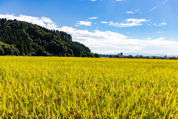 綺麗に実る稲と青空の風景