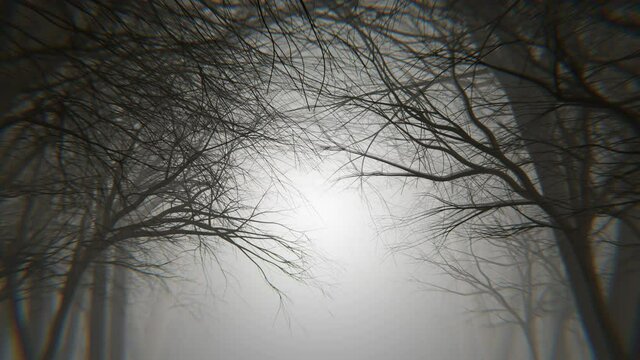 4K looping animation of night forest alley in a fog. Winter, autumn forest. 3d Loop animation video.