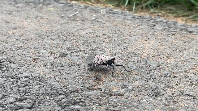 Spotted lanternfly crawling atop a paved pedestrian path.