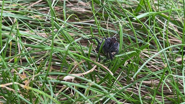 Spotted lanternfly crawling in green grass.
