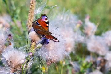 A butterfly on a purple flower. Summer postcard with a butterfly. Wildflowers and butterflies.