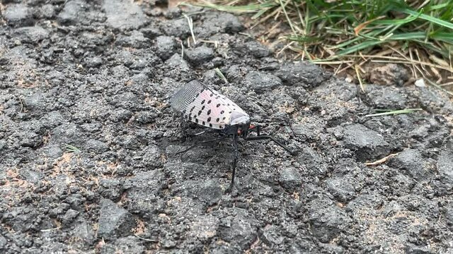 Spotted lanternfly crawling atop a paved pedestrian path.