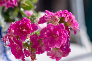 Pink flowers. Background with purple flowers. Water drops on flowers. Background with wet flowers.