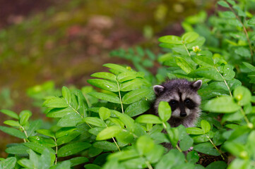 Waschbär