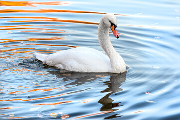 white swan alone Nice on lake water in autumn reflections of park alley. Morning autumn shot park....