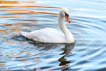  white swan alone Nice on lake water in autumn reflections of park alley. Morning autumn shot park. Fall season nature scene beauty. graceful swan on autumn river in forest © welcomeinside