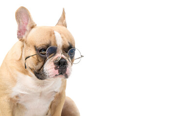 cute french bulldog wear eye glasses isolated