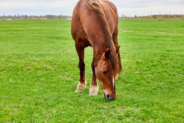 Naklejka na ściany i meble A brown horse with a shaggy tan mane eating in an empty grass field