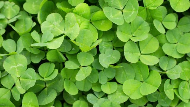 Green grass clover close-up as a background to st patrick's day, slow motion. National Symphony of Ireland