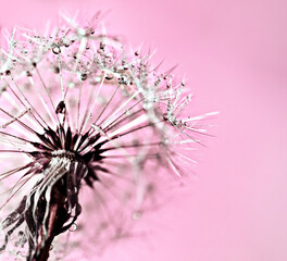 Abstract pink purple background with fluffy flower dandelion in drops of water close up poster...