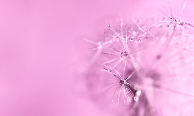 Abstract pink purple background with fluffy flower dandelion in drops of water close up poster design, botanical macro photography, achenes or seeds of dandelion natural pattern