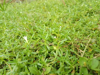 Green grass texture for background