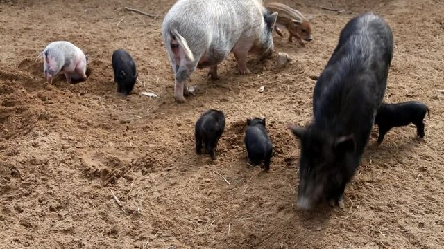 Baby pigs with their mother playing with each other in a pigsty on a farm and dig the ground with their snouts.