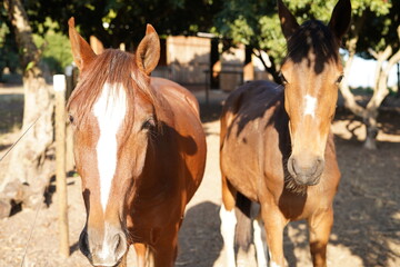 Obraz premium two Brown horse in the farm arrested 