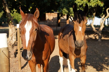 two Brown horse in the farm arrested 
