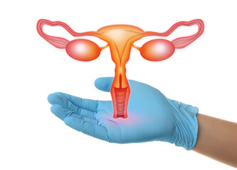 Doctor demonstrating virtual icon with illustration of female reproductive system on white...