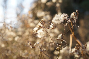 flowers in the forest