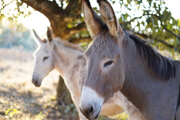 White and brown horse in the field ate the farm