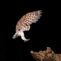 barn owl in flight towards the trunk