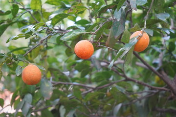 orange tree with fruits