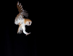 Fototapeta na wymiar barn owl in flight towards the trunk