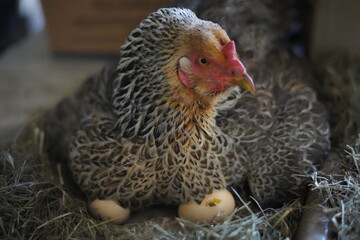 Brown and yellow broody hen with eggs underneath in the nest