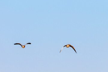 Pair of Greylag goose flying in the clear sky
