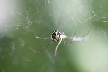 spider on the web