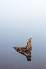 Old wooden stump in the water