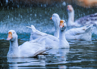 Domestic Goose in a lake