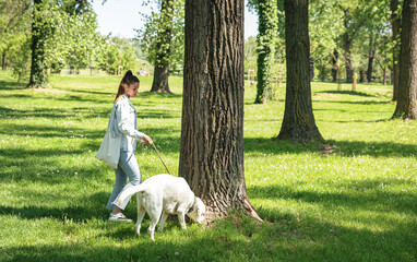 Young woman walking her Labrador retriever pet dog on the leash through the park and dog stop near...