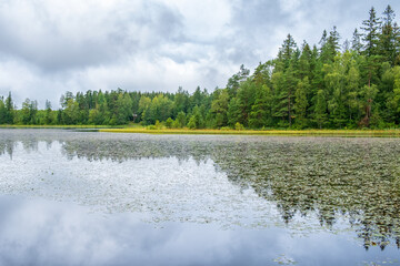 View of a lake by a coniferous forest with reflections in the water