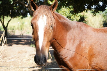 Brown horse in the farm arrested 
