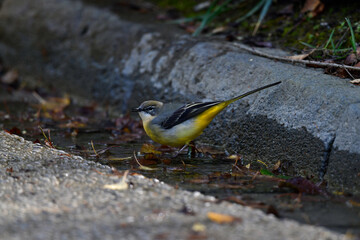 Grey Wagtail // Gebirgsstelze (Motacilla cinerea)