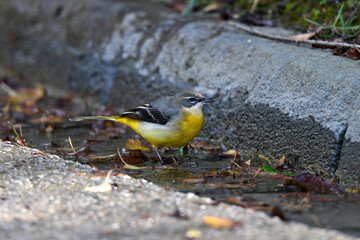 Gebirgsstelze // Grey Wagtail (Motacilla cinerea)