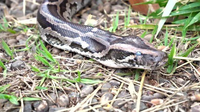 Big anaconda waiting to attack in the grass